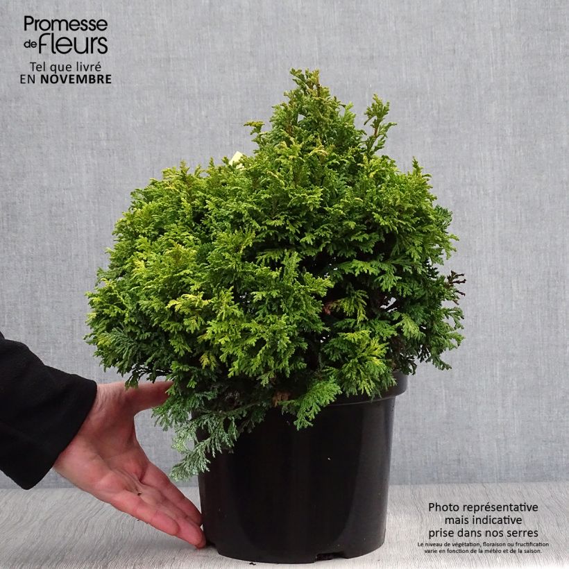 Cyprès Sawara - Chamaecyparis pisifera Golden Pincushion en pot de 4l/5l sample as delivered in autumn