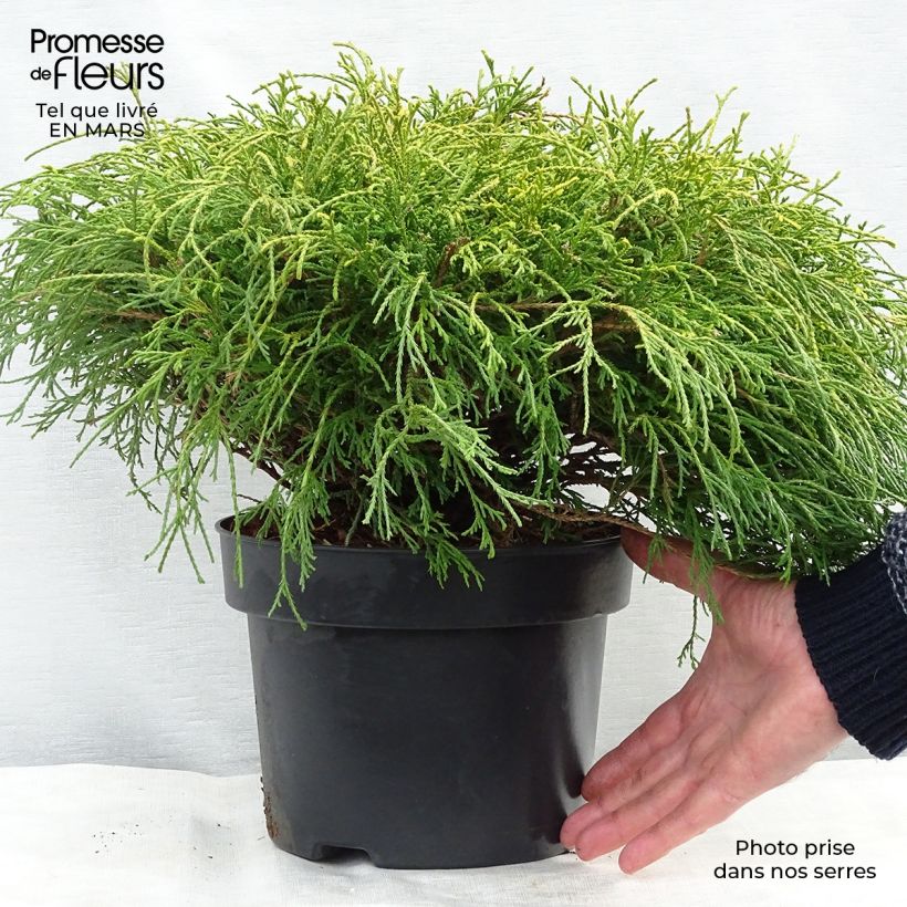 Cyprès Sawara - Chamaecyparis pisifera Sungold                   Pot de 4L/5L sample as delivered in winter