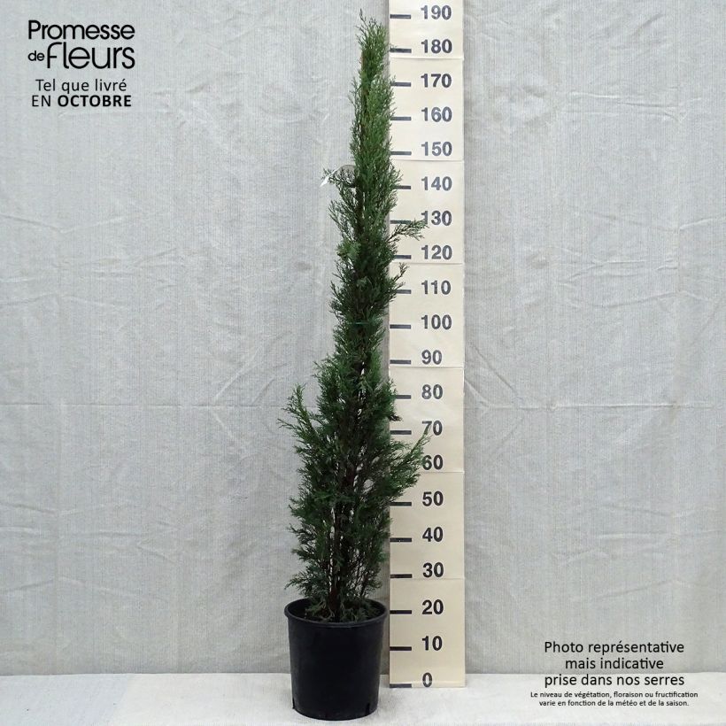 Cyprès de Provence - Cupressus sempervirens Pyramidalis en pot de 6/7 litres sample as delivered in autumn