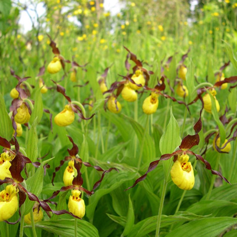 Cypripedium parviflorum var. parviflorum - Lady Slipper Orchid  (Plant habit)