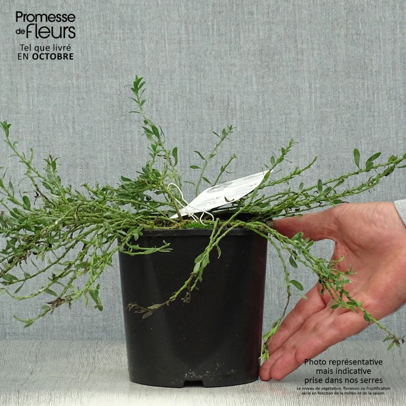 Cytisus decumbens - Genêt rampant Pot de 2L/3L sample as delivered in autumn