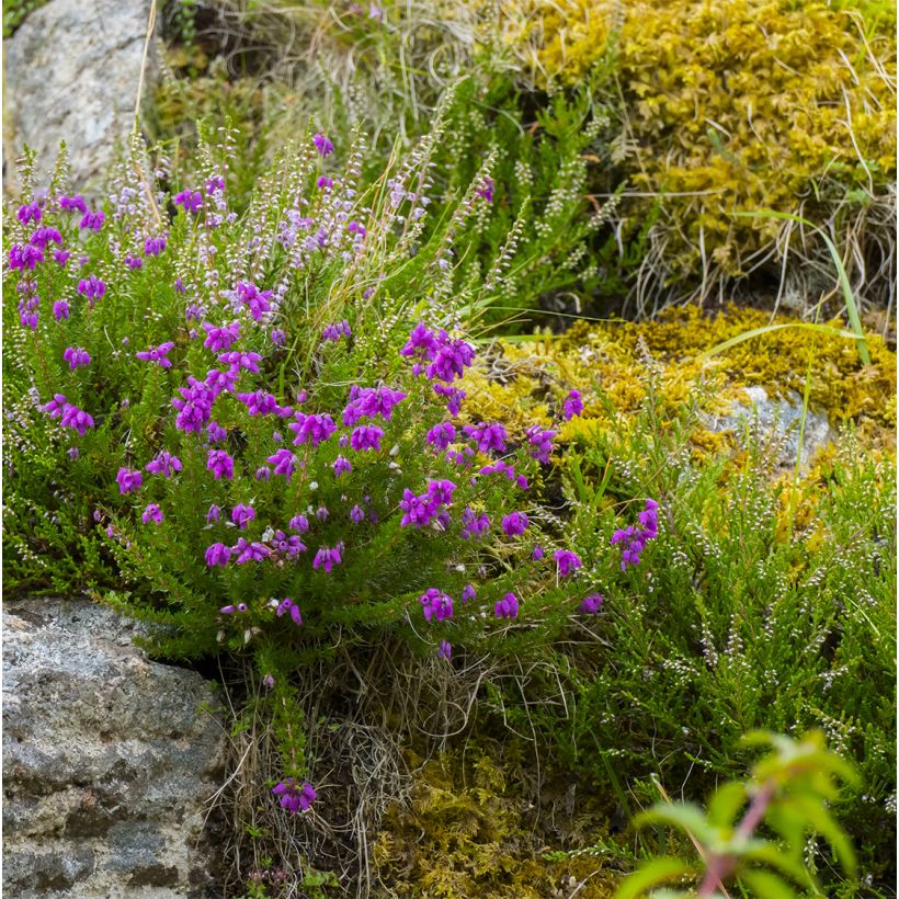 Daboecia cantabrica Purpurea (Plant habit)