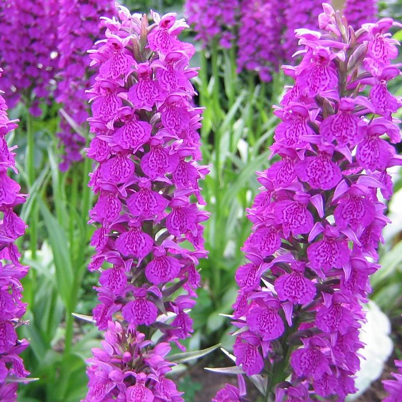 Dactylorhiza Foliorella (Flowering)