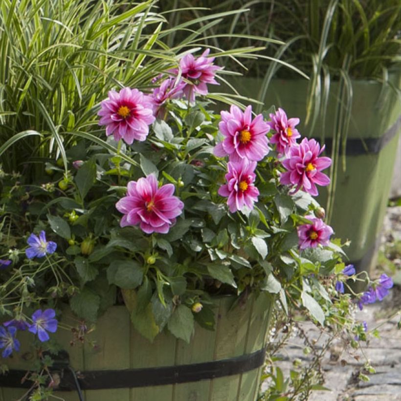 Dahlia Dalaya Yogi (Flowering)