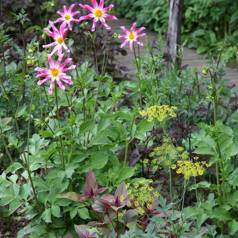 Dahlia Honka Pink (Plant habit)