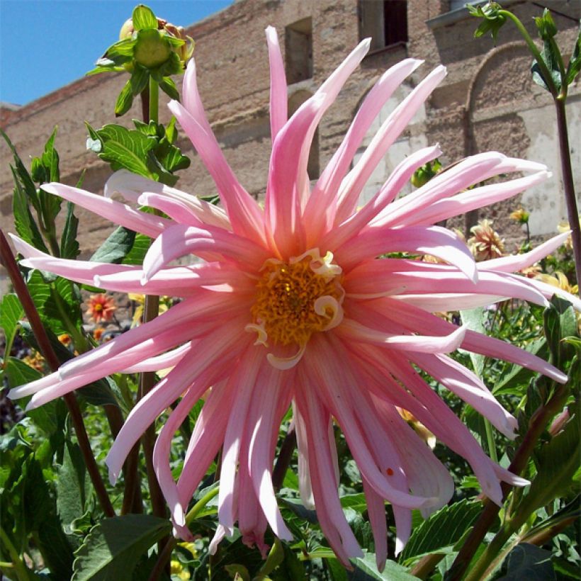 Dahlia Jeanne d Arc (Flowering)