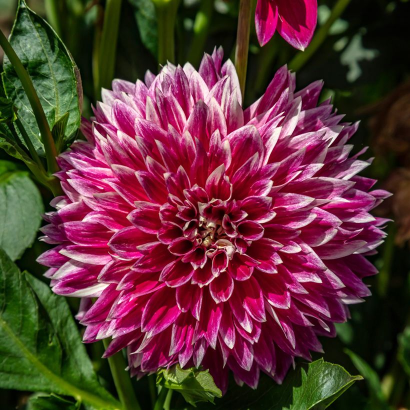 Dahlia Temple of Beauty (Flowering)