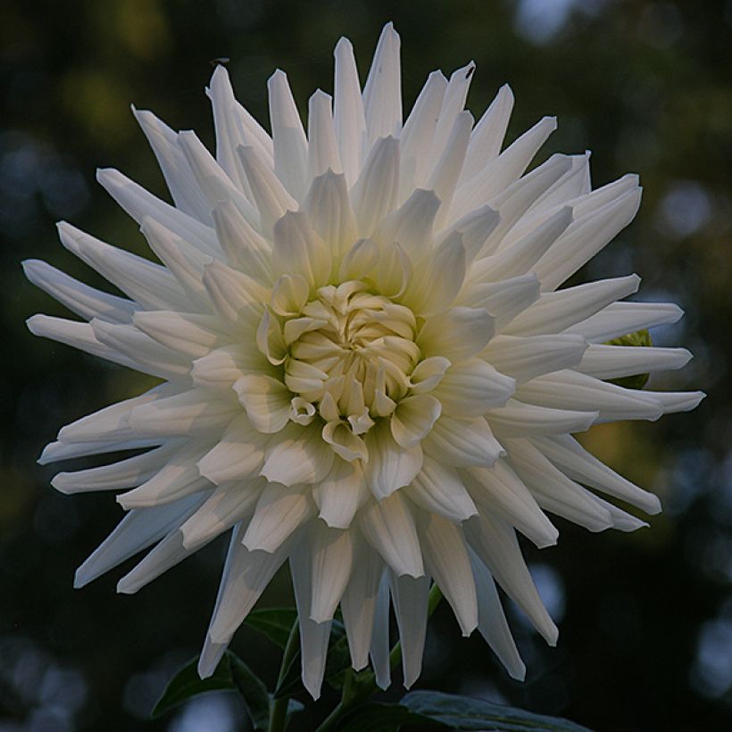 Dahlia White Happiness (Flowering)