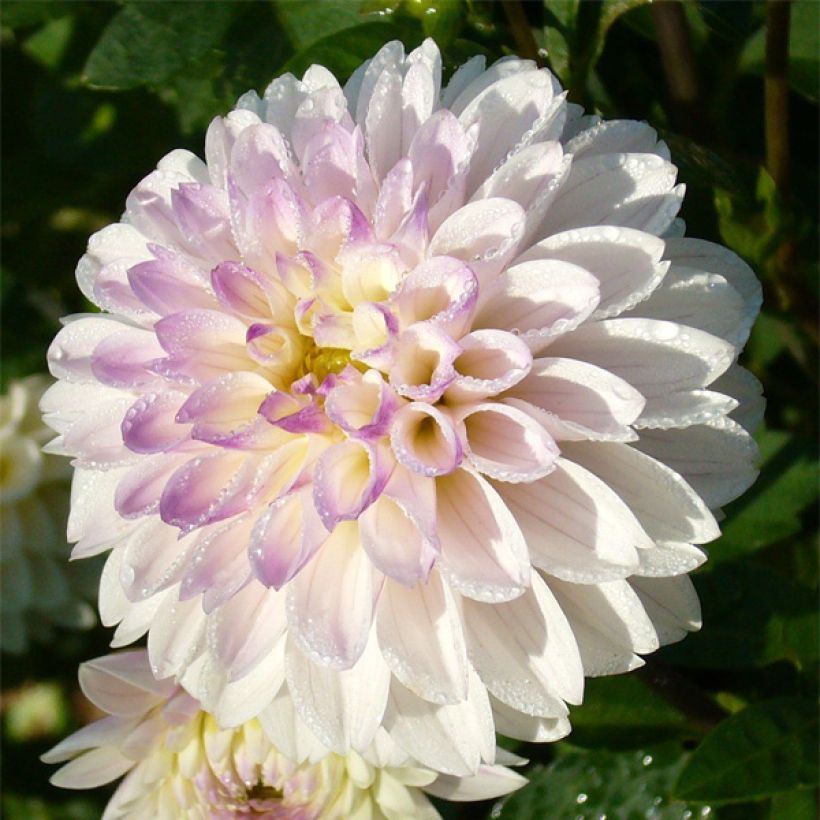 Dahlia White Linda (Flowering)