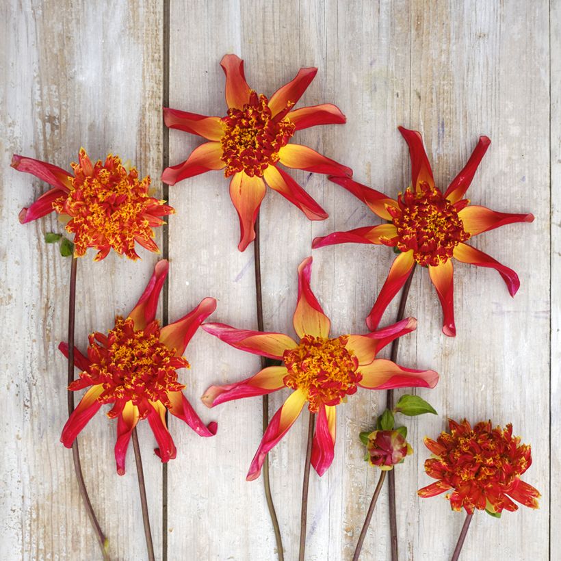 Dahlia Octopus Sparkle (Flowering)