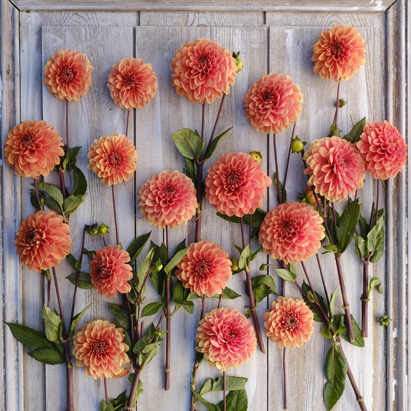 Dahlia Portofino (Flowering)