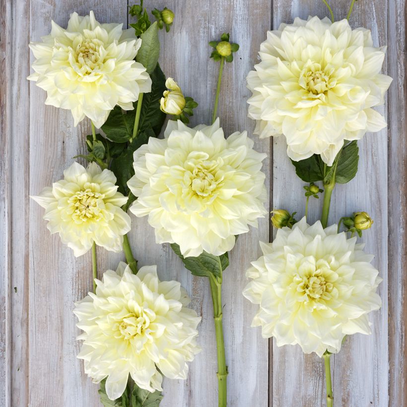 Dahlia Ice Breaker (Flowering)