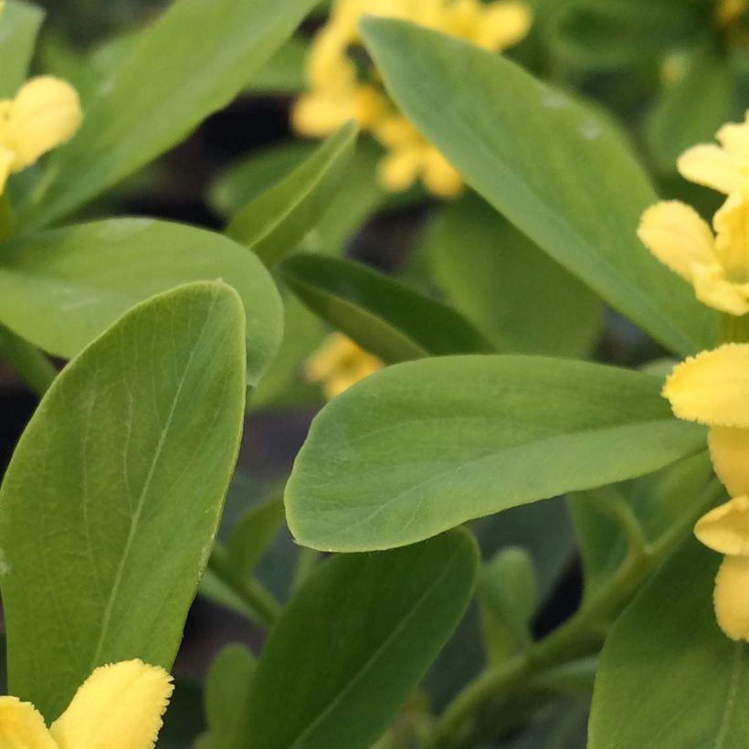 Daphne gemmata Royal Crown (Foliage)