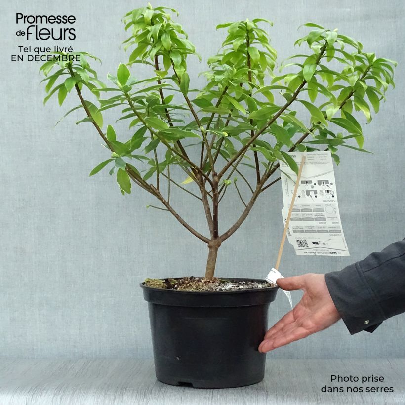 Daphne odora Aureomarginata - pot de 7,5L/10L sample as delivered in winter