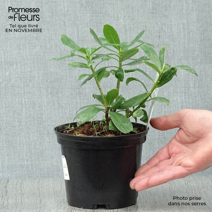 Daphne odora - Bois-joli odorant Pot de 1.5L/2L sample as delivered in autumn