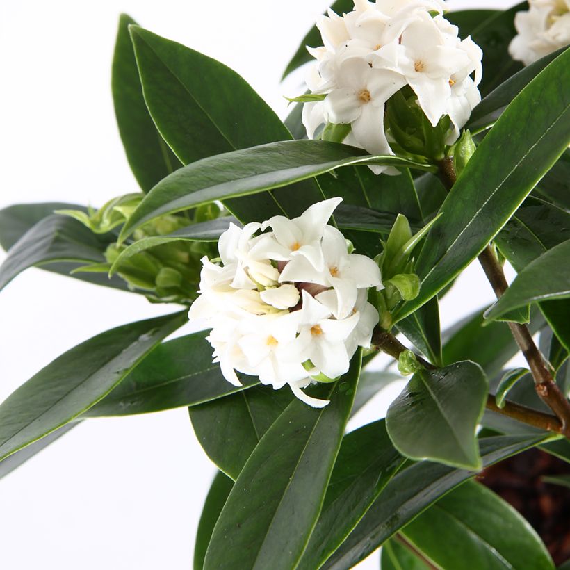 Daphne odora Perfume Princess white (Flowering)