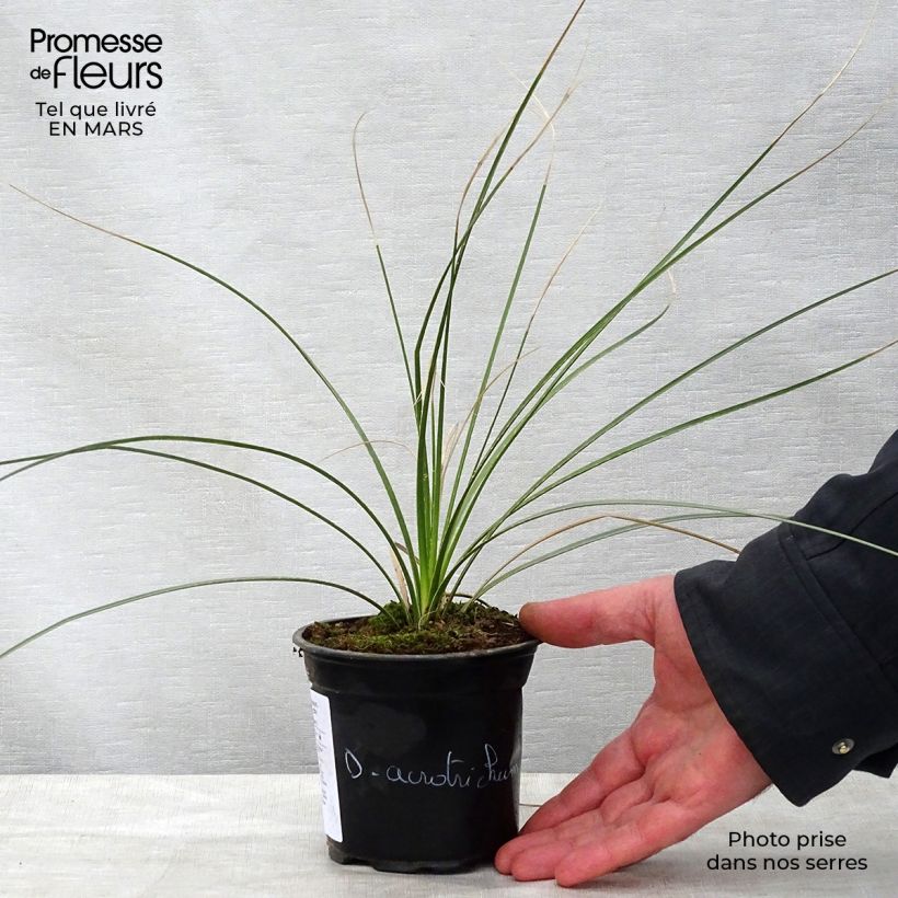 Dasylirion acrotrichum - Dasylire acrotriche Pot de 12 cm sample as delivered in spring