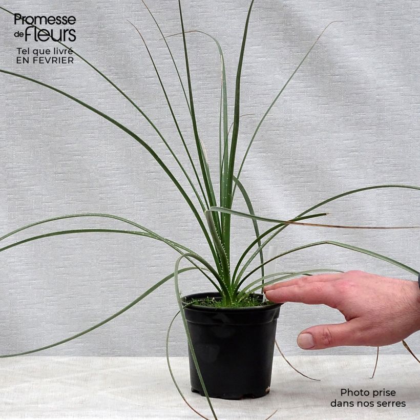 Dasylirion texanum - Sotol du Texas Pot de 12 cm sample as delivered in winter