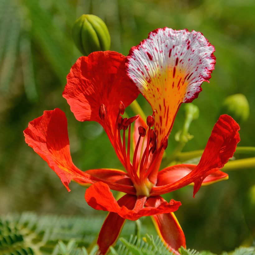 Delonix regia (Flowering)