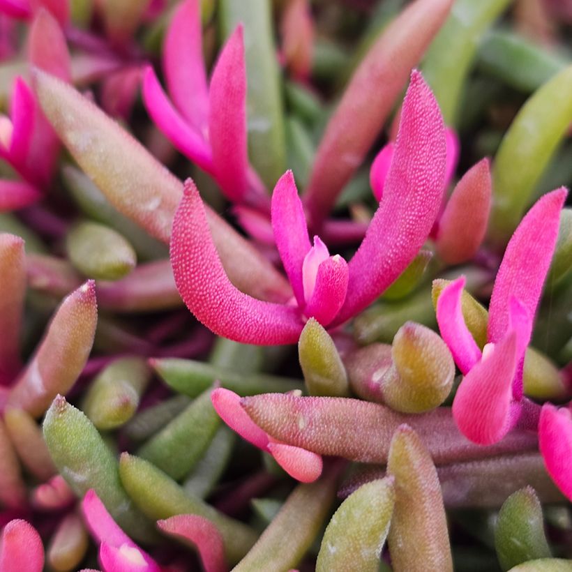 Delosperma Desert Dancers Red - Ice Plant (Foliage)