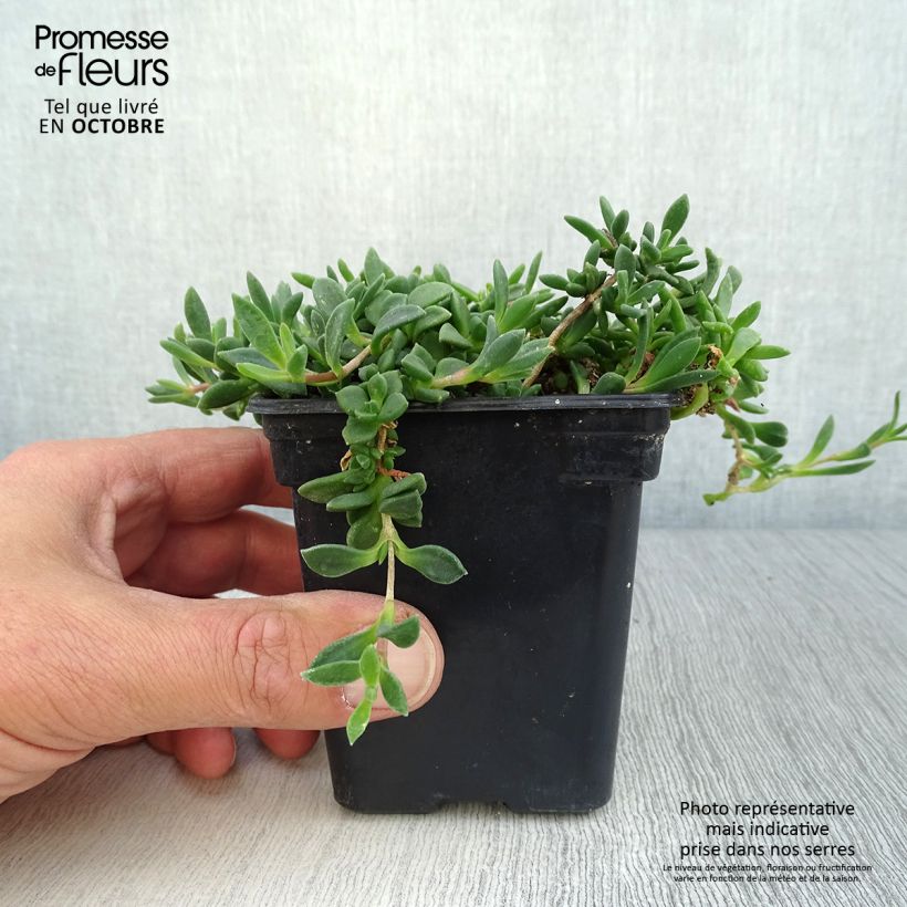 Delosperma Table Mountain - Pourpier vivace - Godet de 8/9cm sample as delivered in autumn