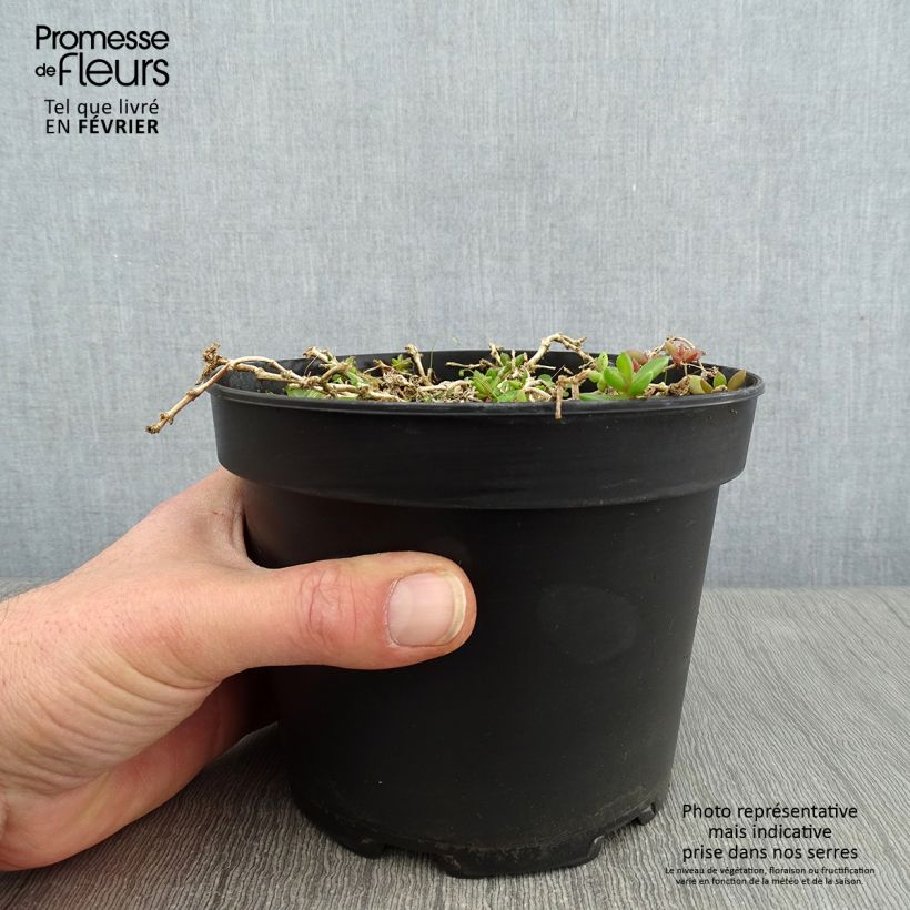 Delosperma Table Mountain - Pourpier vivace - Pot de 2L/3L sample as delivered in winter