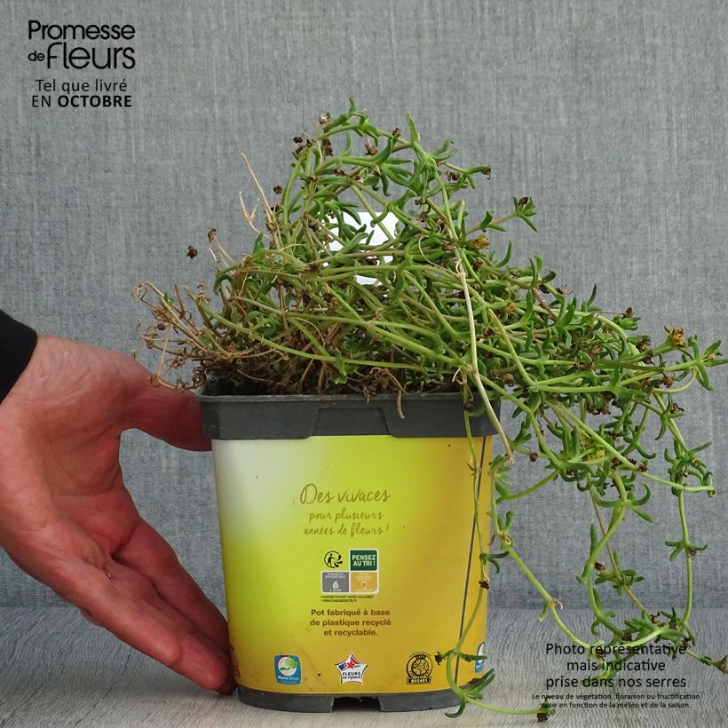 Delosperma Wheels of Wonder Golden en pot de 2L sample as delivered in autumn