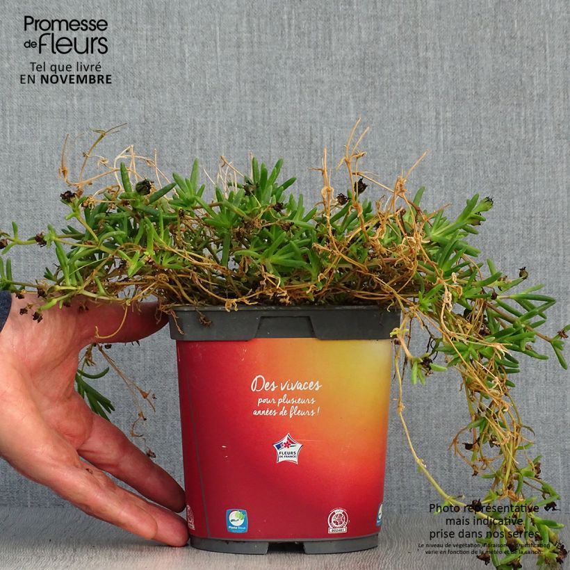 Delosperma Wheels of Wonder Orange en pot de 2L sample as delivered in autumn