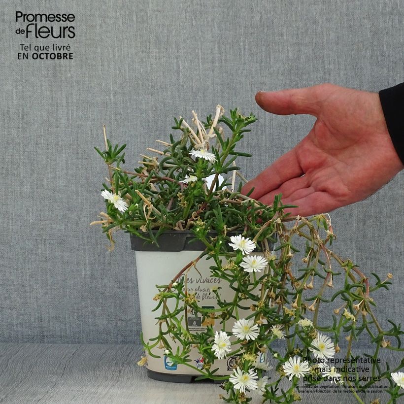 Delosperma Wheels of Wonder White en pot de 2L sample as delivered in autumn