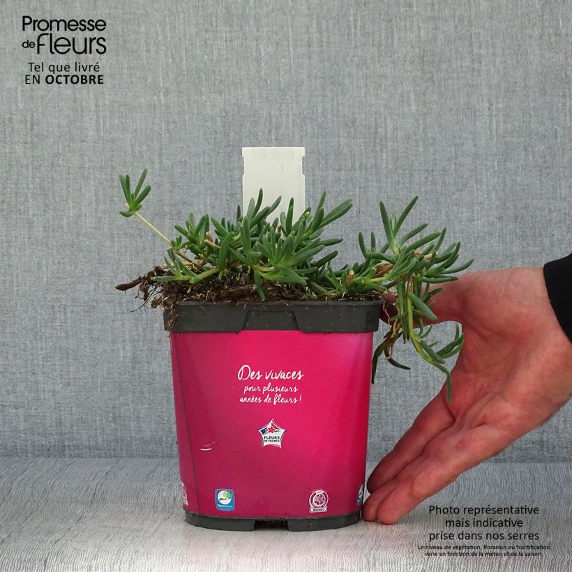 Delosperma cooperi - Pourpier de Cooper Pot de 2/3 L sample as delivered in autumn