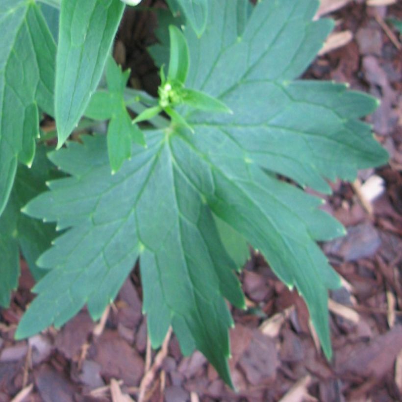 Delphinium Blue Triumphator - Larkspur (Foliage)