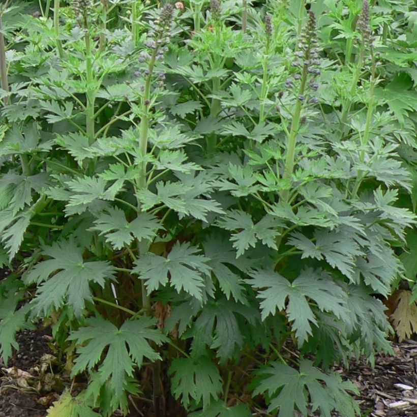 Delphinium Dusky Maidens Group - Larkspur (Foliage)