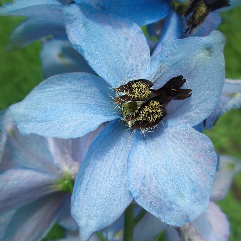 Delphinium Perlmutterbaum - Larkspur (Flowering)