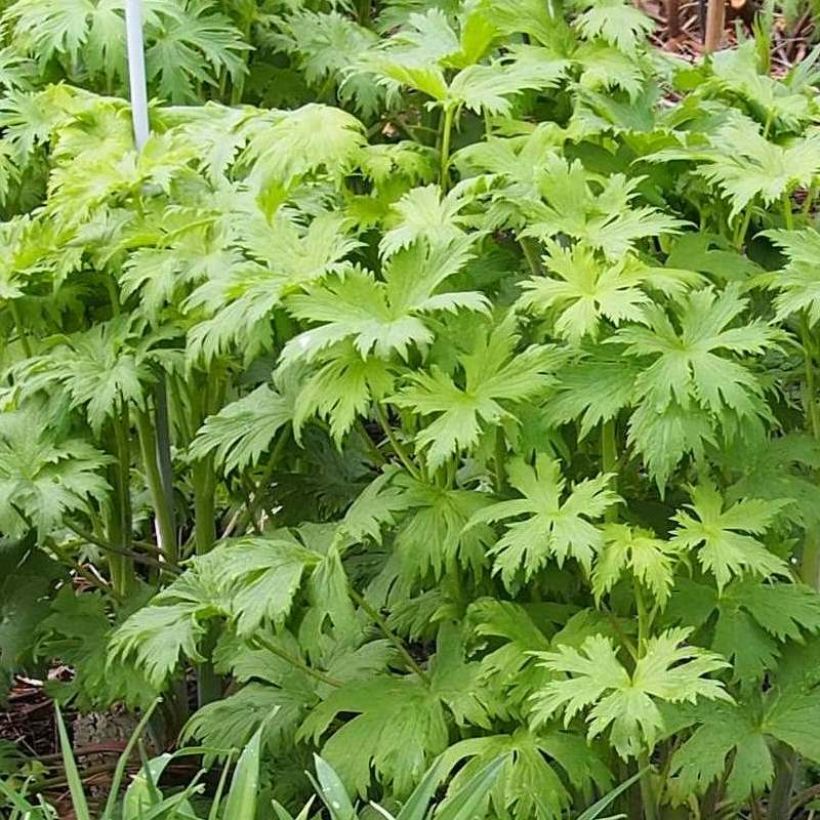 Delphinium elatum Morning Lights - Larkspur (Foliage)