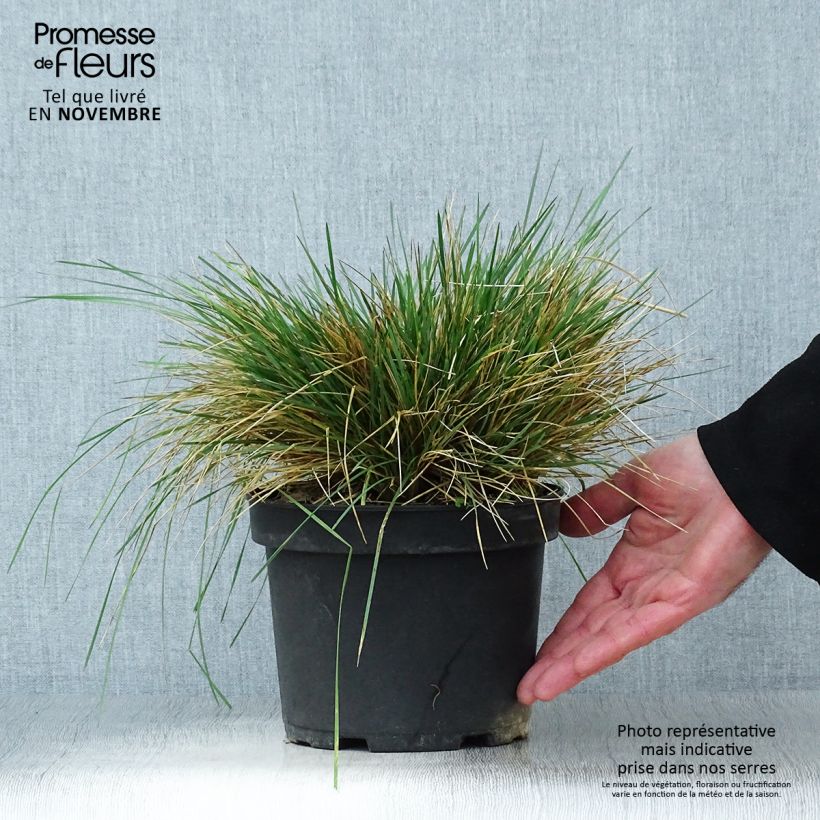 Deschampsia cespitosa Goldtau - Canche cespiteuse en pot de 2/3 litres sample as delivered in autumn