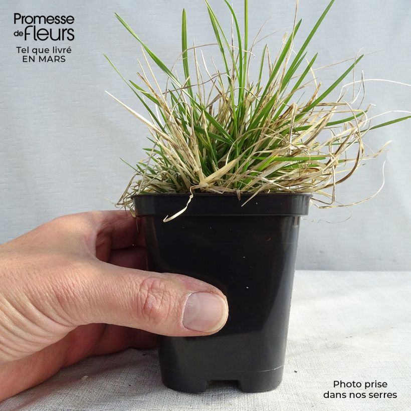 Deschampsia cespitosa Pixie Fountain - Canche cespiteuse Godet de 9cm sample as delivered in winter