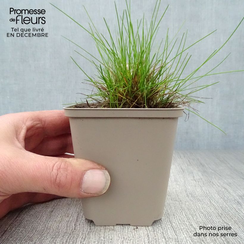 Deschampsia flexuosa Tatra Gold - Canche flexueuse en godet de 9 cm sample as delivered in winter