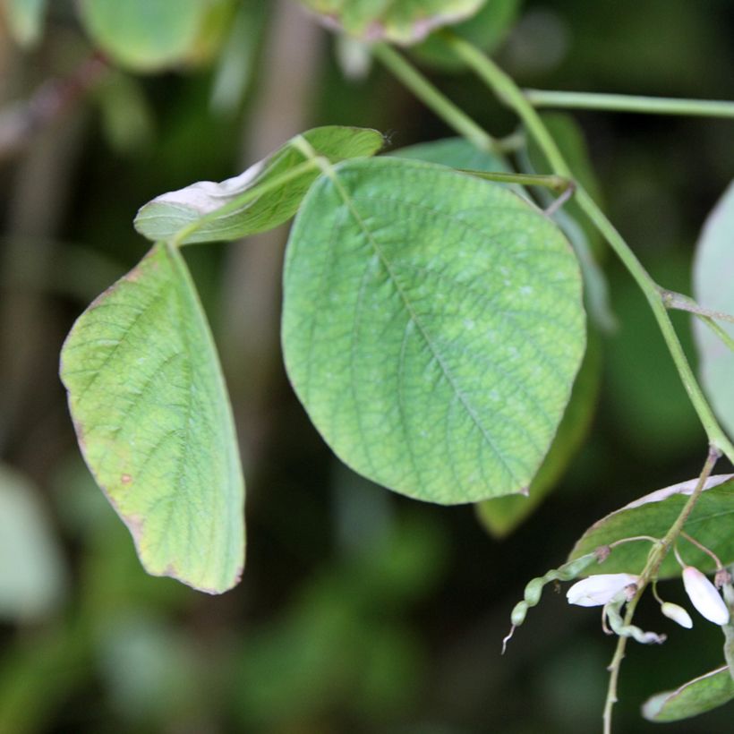 Desmodium elegans (Foliage)