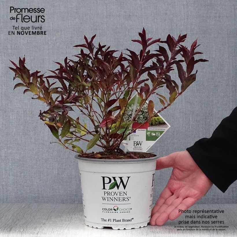 Deutzia Yuki Snowflake - Deutzie Pot de 2L/3L sample as delivered in autumn