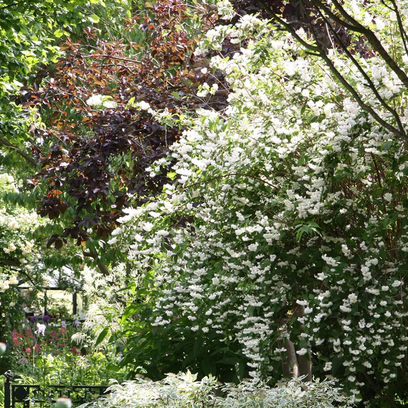 Deutzia crenata Pride of Rochester (Plant habit)