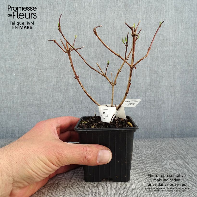 Deutzia crenata Pride of Rochester en godet de 9cm sample as delivered in winter