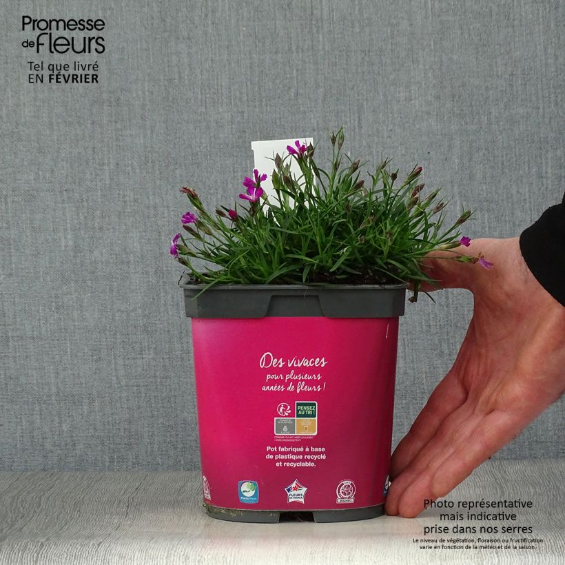 Dianthus gratianopolitanus Kahori - Œillet de pentecôte en pot de 2 litres sample as delivered in winter