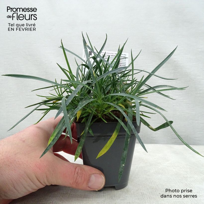 Dianthus plumarius Laced Monarch - Oeillet mignardise Godet de 8/9 cm sample as delivered in winter