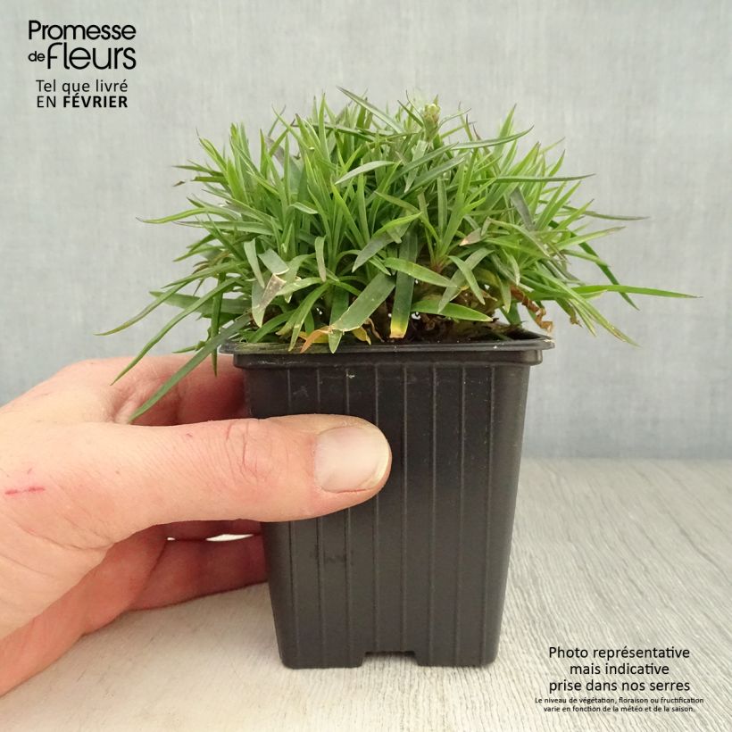 Dianthus plumarius Scent First Coconut Sundae - Oeillet mignardise Godet de 8 cm sample as delivered in winter