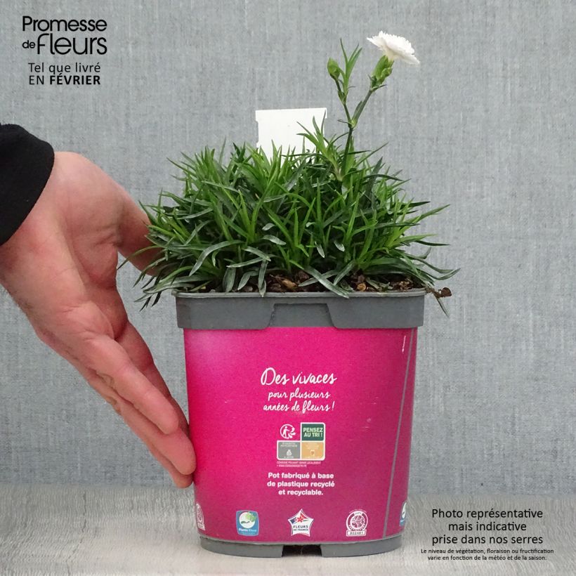 Dianthus plumarius Scent First Raspberry Sundae - Oeillet mignardise en pot de 2 litres sample as delivered in winter