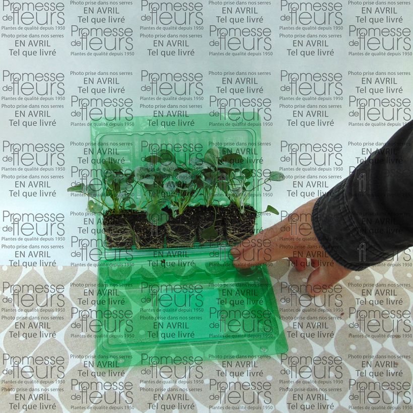 Example of Dichondra Silver Falls   Mini-motte 4 cm specimen as delivered