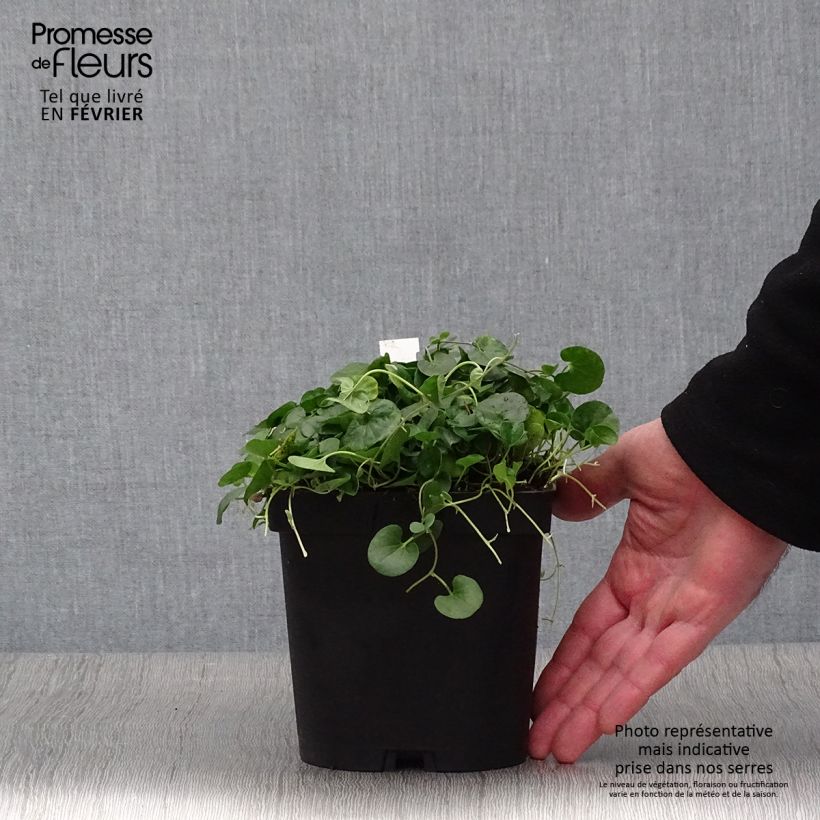 Dichondra repens - Dichondra rampant Pot de 2/3 L sample as delivered in winter