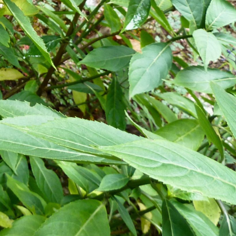 Dichroa febrifuga (Foliage)