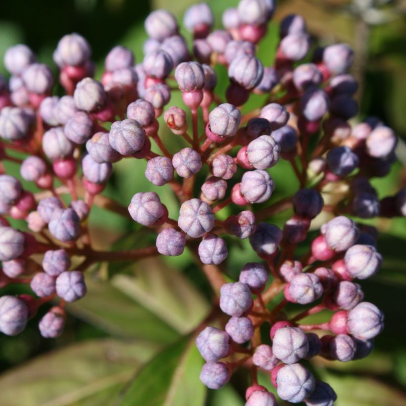 Dichroa febrifuga (Flowering)