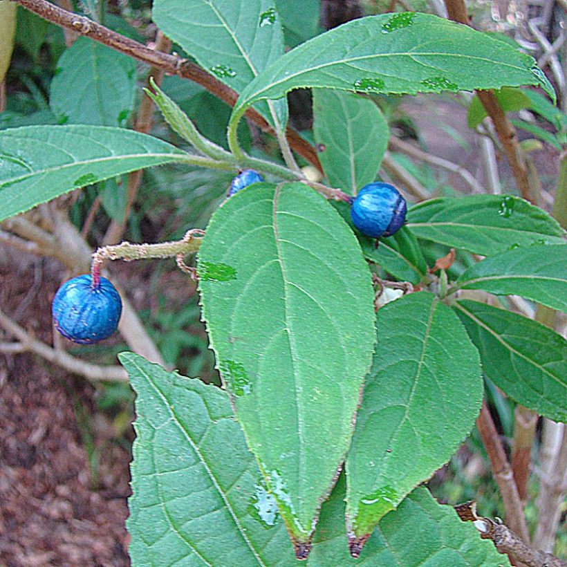 Dichroa febrifuga (Harvest)